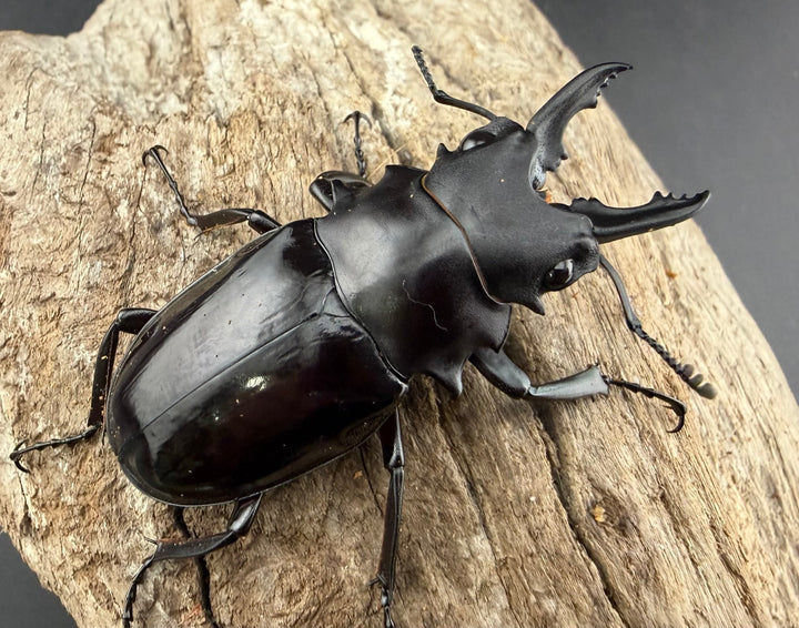 【WD】《ダールマンツヤクワガタ サンギール島産 56mm A’品ペア》