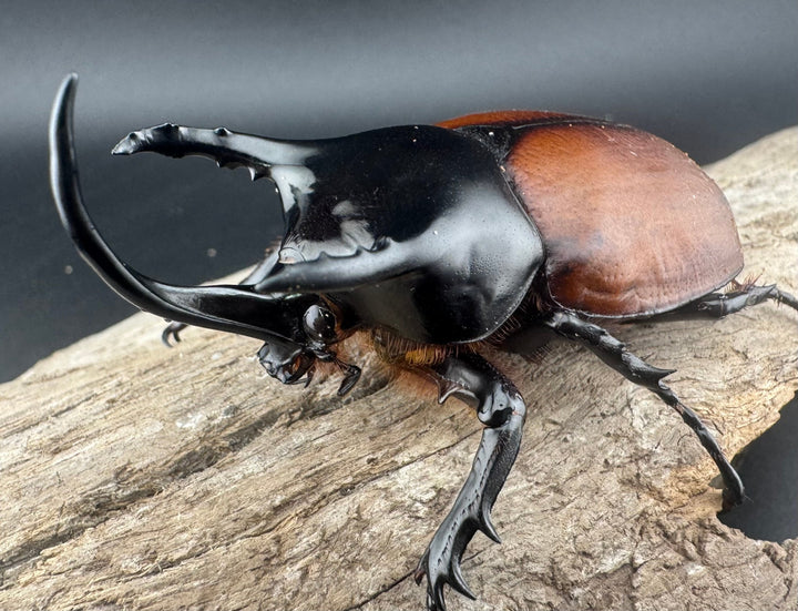 【WD】《サンボンヅノカブト 62mm ペア》