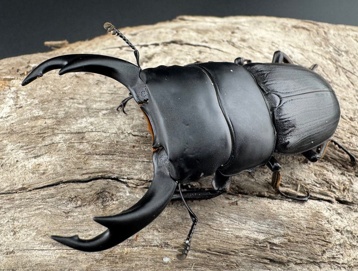 【WD】《ミンダナオパリーオオクワ キダパワン産 60mm A’品ペア》