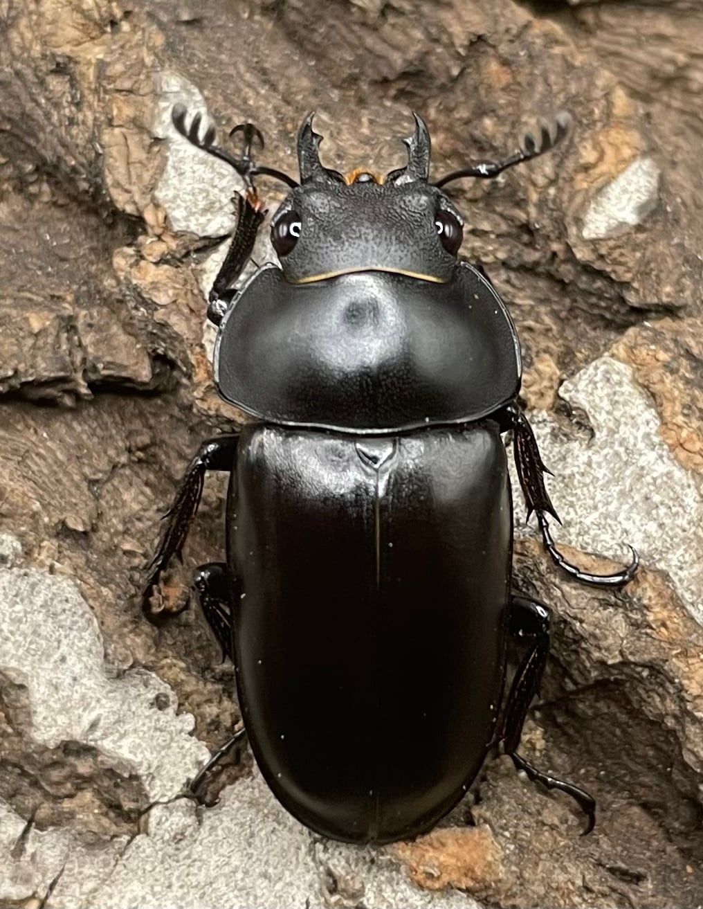 【WD】《ポレクトゥスノコギリクワガタ 50mmUP ペア》