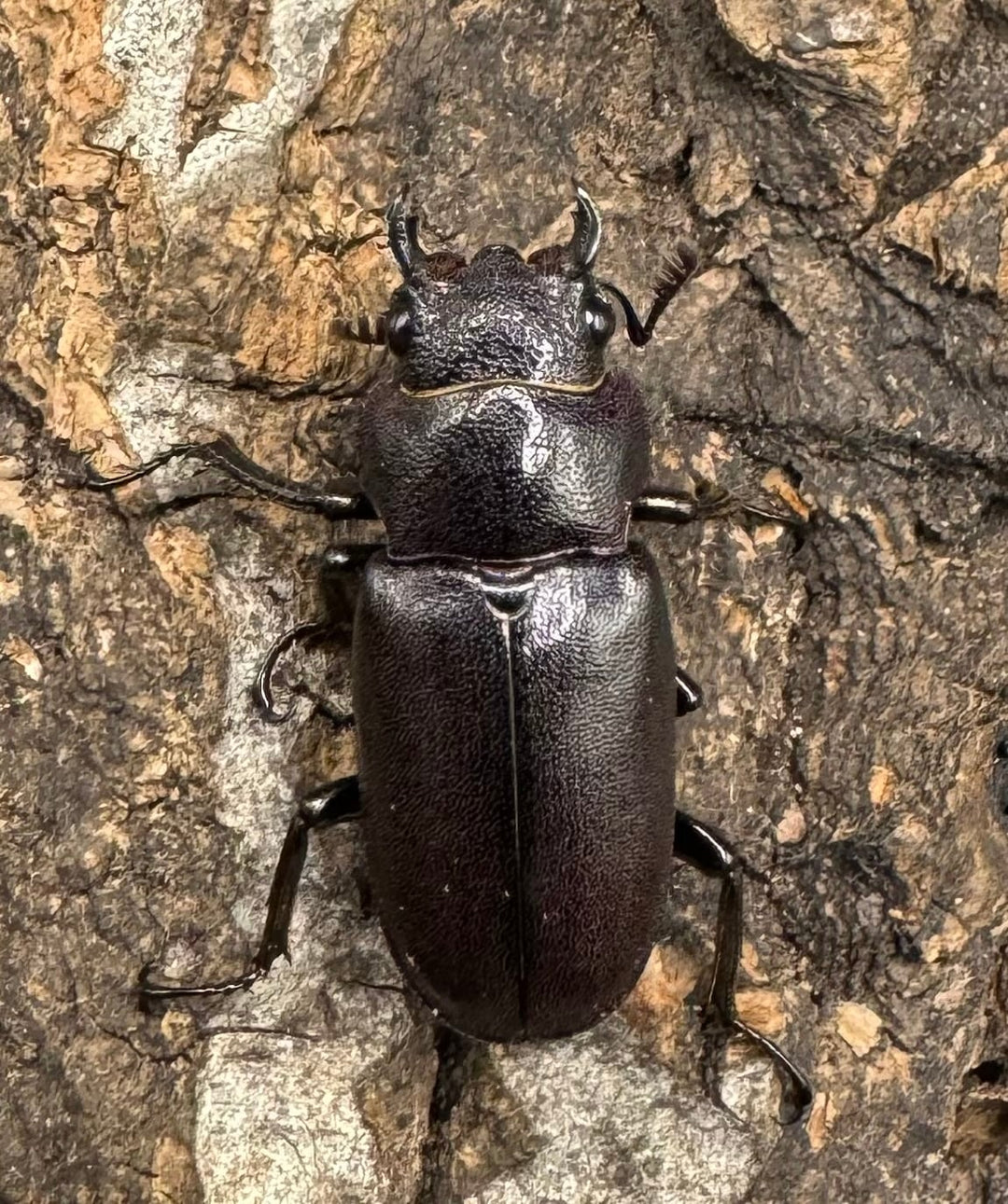 【美麗】《メタリフェルホソアカ 75mm ペア》わたくわ氏ブリード個体