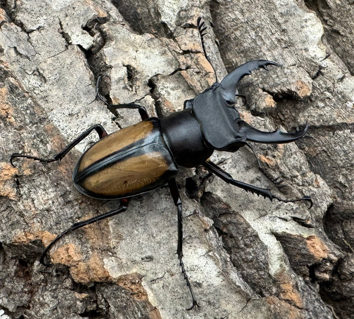 【WD】《パリーミヤマクワガタ 38mm ペア》