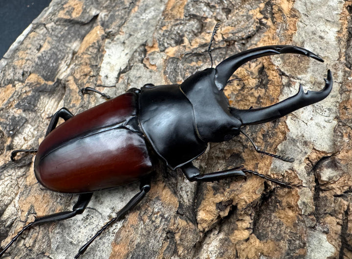 【WD】《ドンキエルコクワ原名亜種 71.5mm ♂♀♀トリオ》