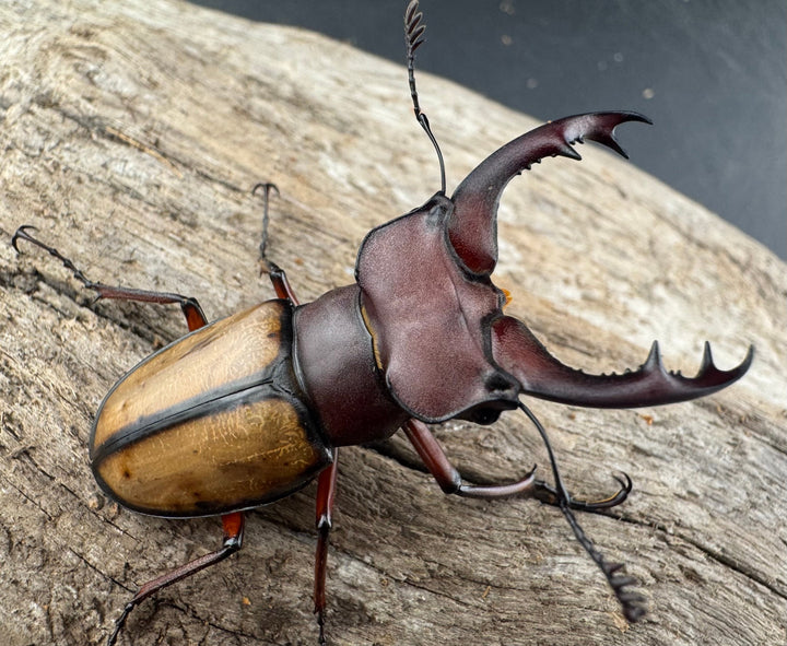 【WD】《ラエトゥスミヤマクワガタ 44.5mm ペア》