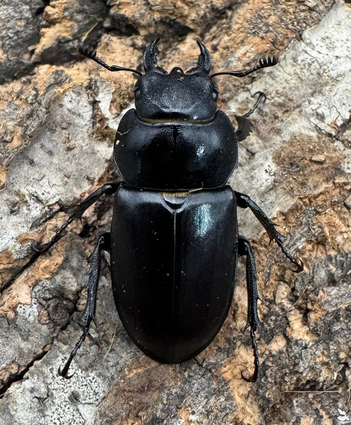 《ヨーロッパミヤマ（ケルブスミヤマ） 62mm ペア》