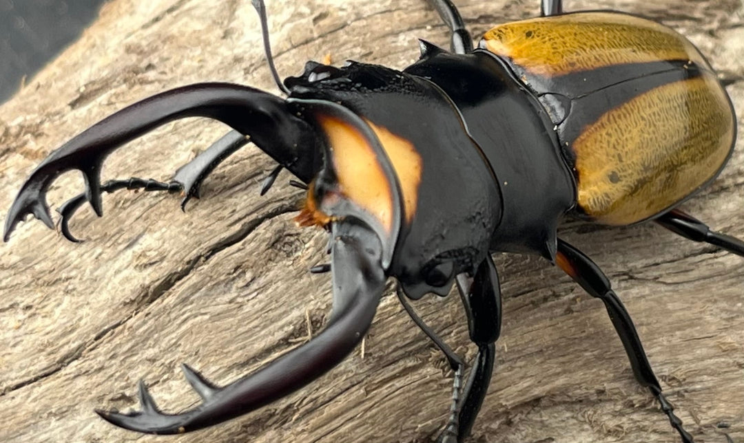 【WD】《ラコダールツヤクワガタ アチェ産 75.5mm ペア》