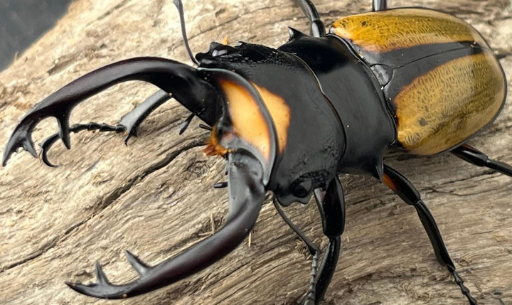 【WD】《ラコダールツヤクワガタ アチェ産 75.5mm ペア》