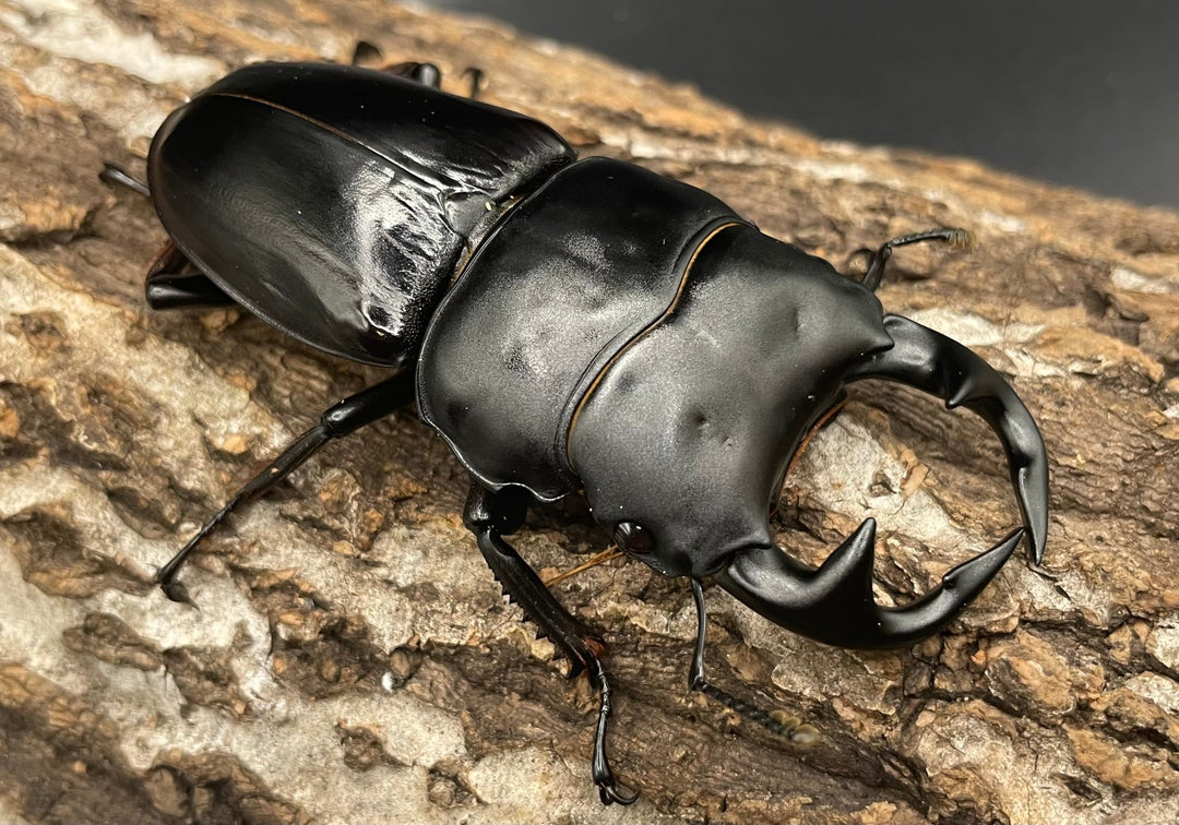 《インドグランディス亜種moriyai Garda95.0血統 80mm ペア》