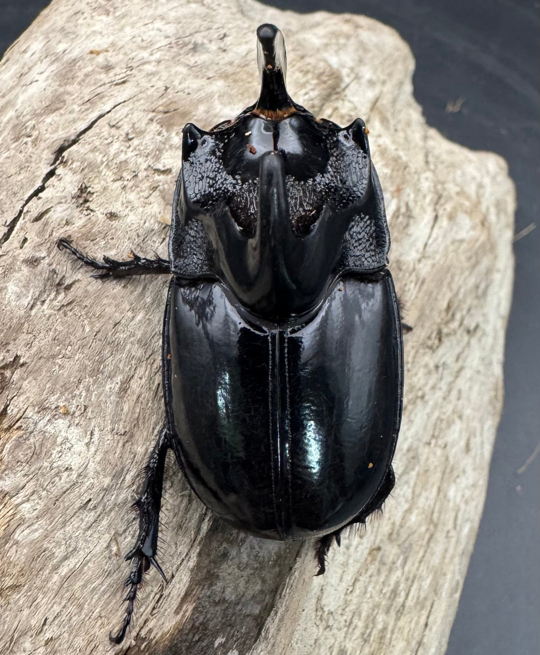 【WD】《シムソンメンガタカブト 南カリマンタン産 56mm ペア》