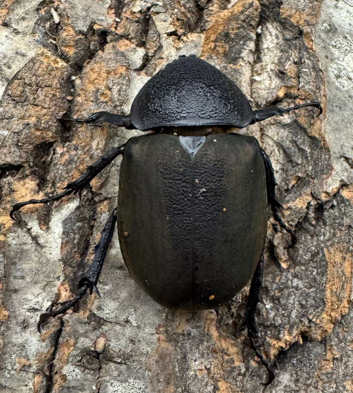 【WD】《ミンダナオアトラスオオカブト 88mm ペア》