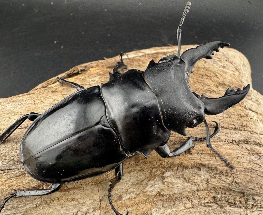 【WD】《シヴァツヤクワガタ ラオス産 75mm ペア》