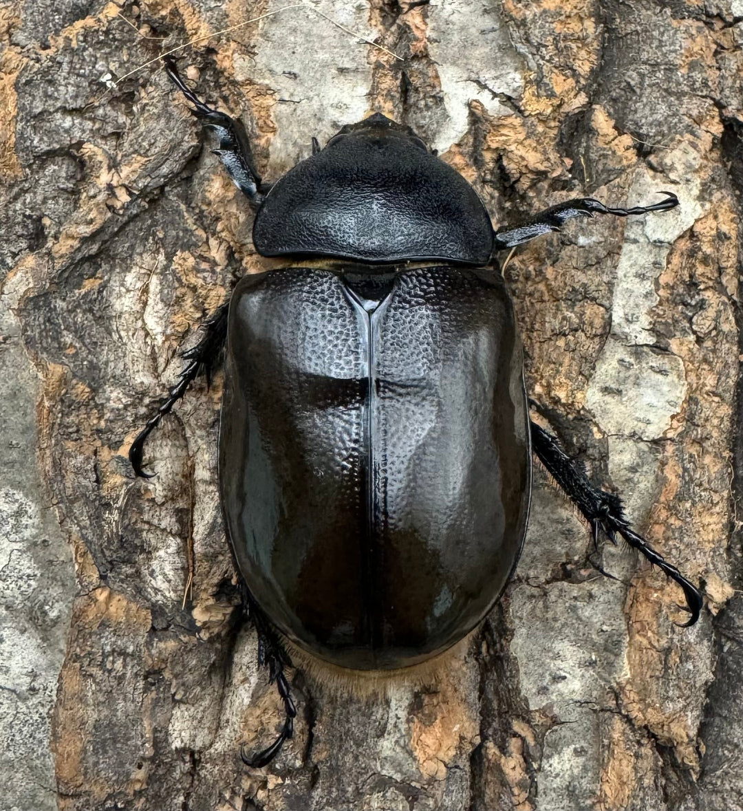 《マヤシロカブト 79mm ペア》