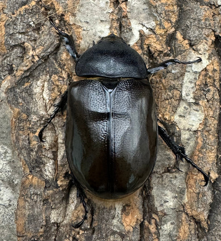 《マヤシロカブト 79mm ペア》