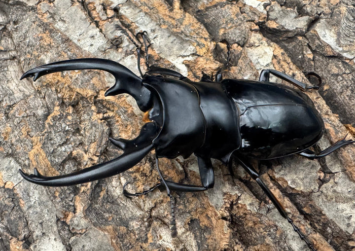 【WD】《インターメディアツヤクワガタ ネグロス産 90mm ペア》