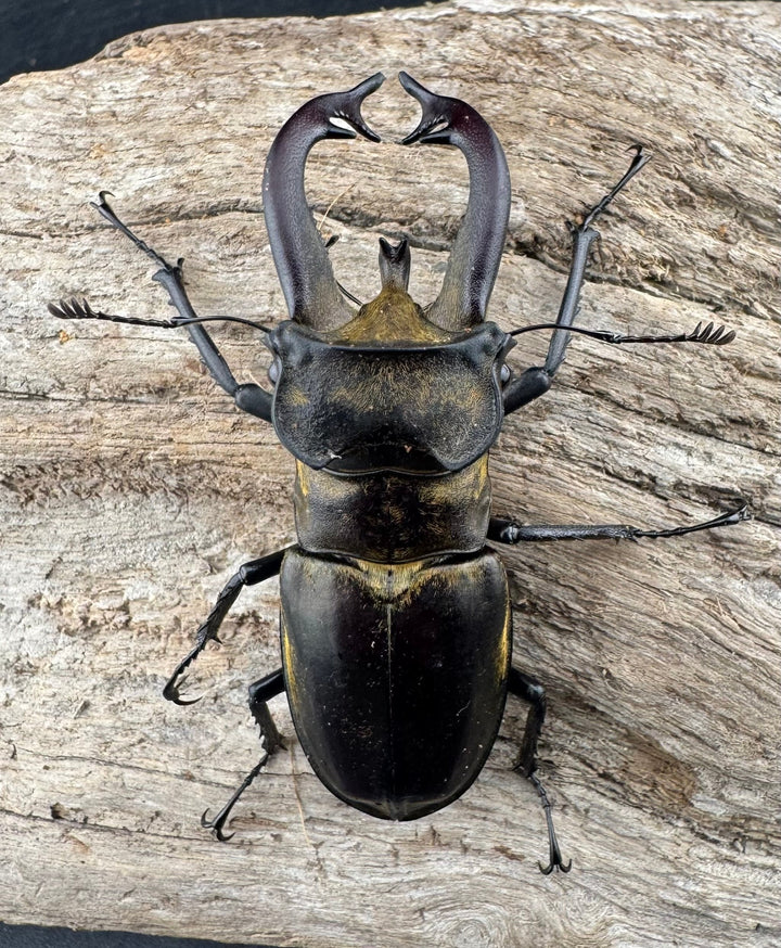 【WD】《チベットミヤマ亜種singularis 62mm ペア》