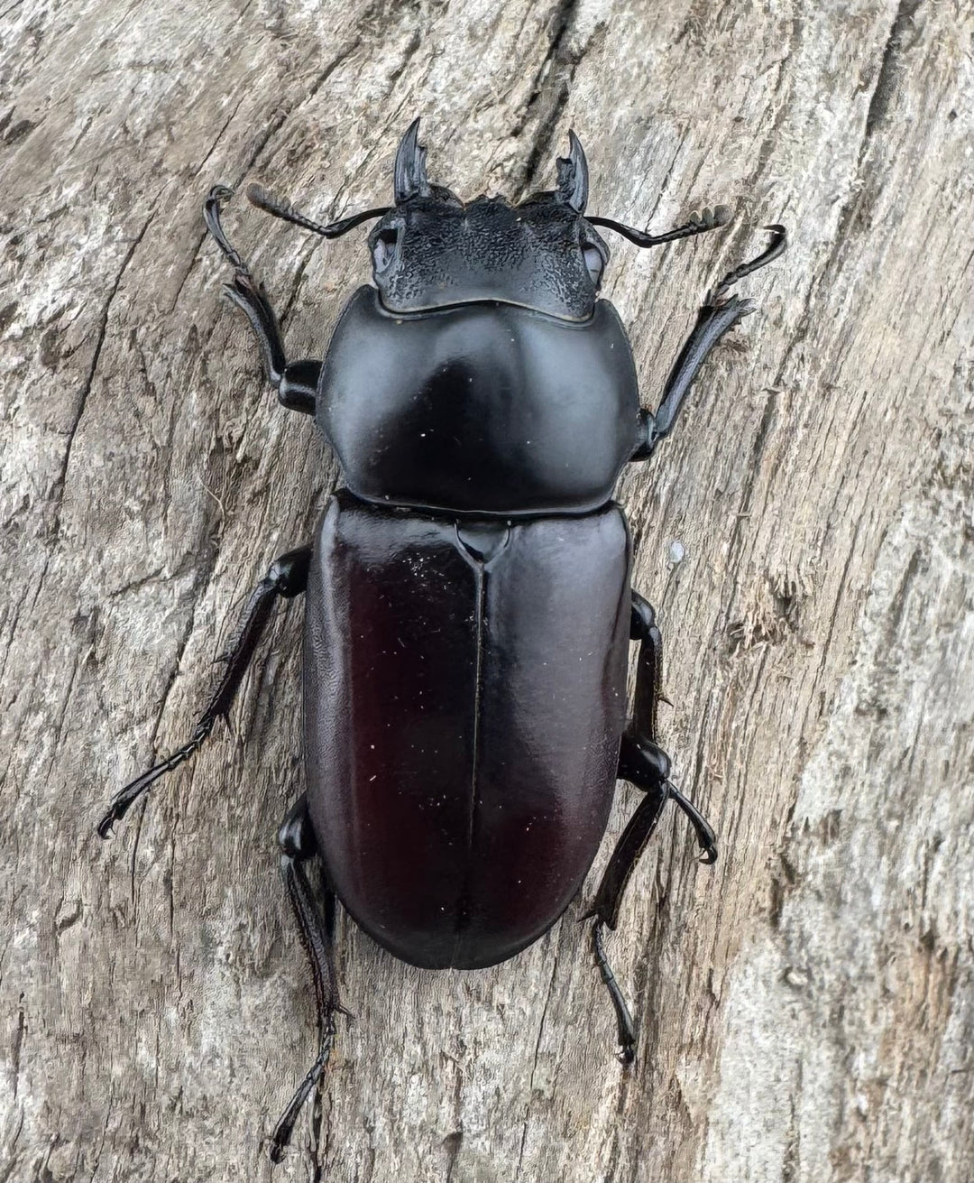 【WD】《アローコクワ原名亜種 臨滄市産 56mm ペア》