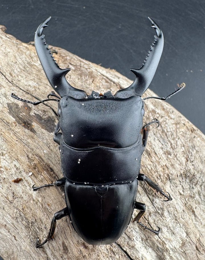 【WD】《パラワンオオヒラタ 87mm ペア》