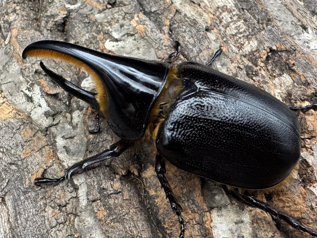 即ブリ《サタンオオカブト 83mm ペア》①