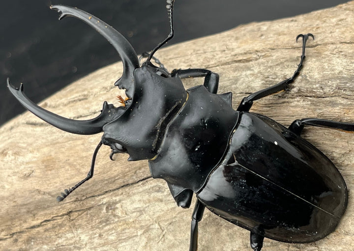 【WD】《ダールマンツヤクワガタ亜種celebensis 83mm ペア》