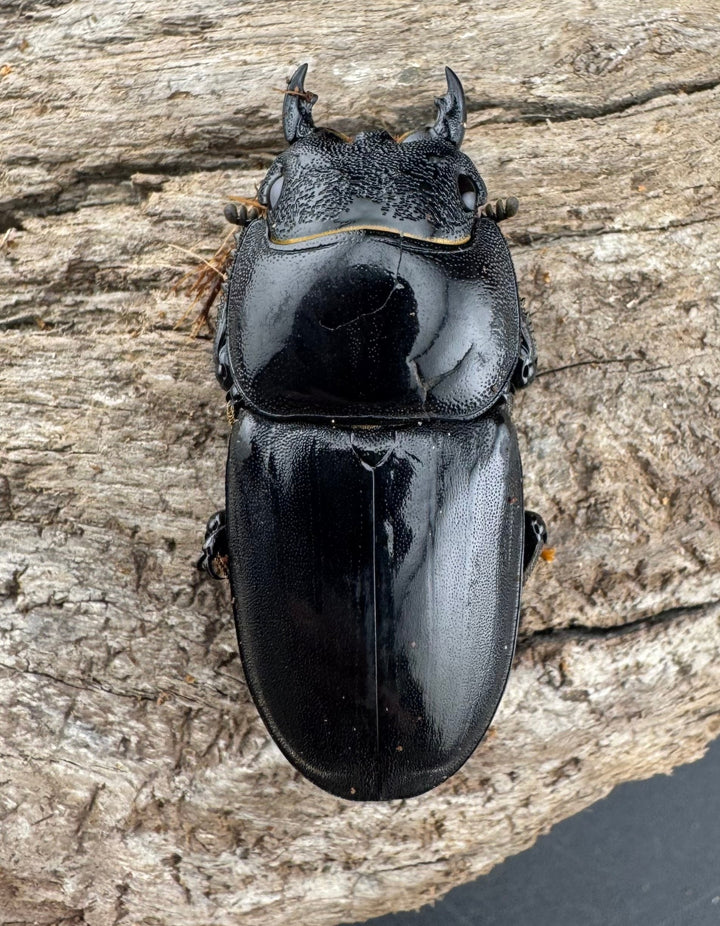 【WD】《パラワンオオヒラタ 87mm ペア》