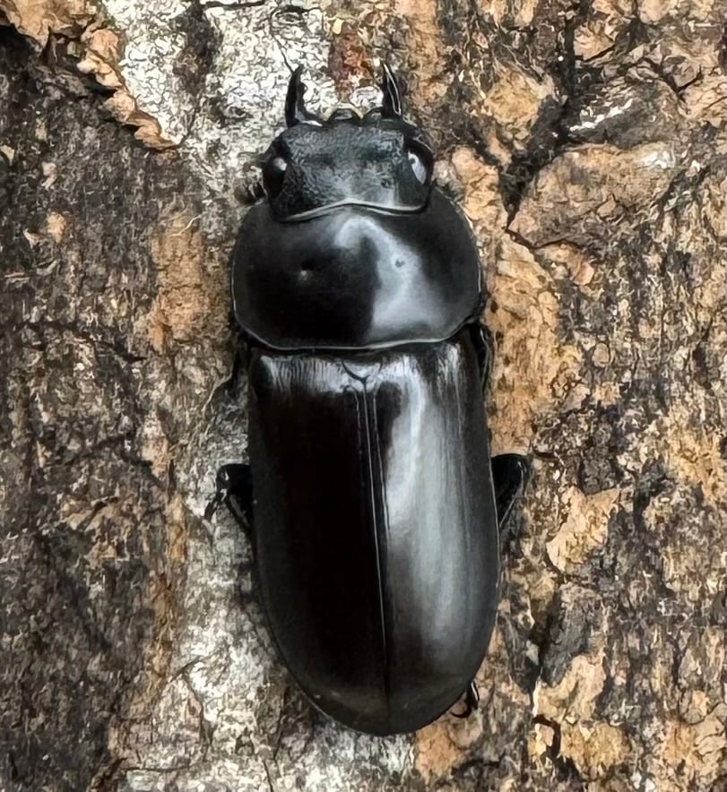 【WD】《ルフォノタトゥスコクワ 36.5mm ペア》