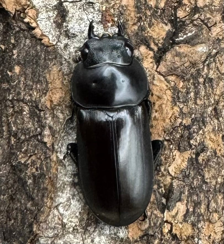 【WD】《ルフォノタトゥスコクワ 36.5mm ペア》