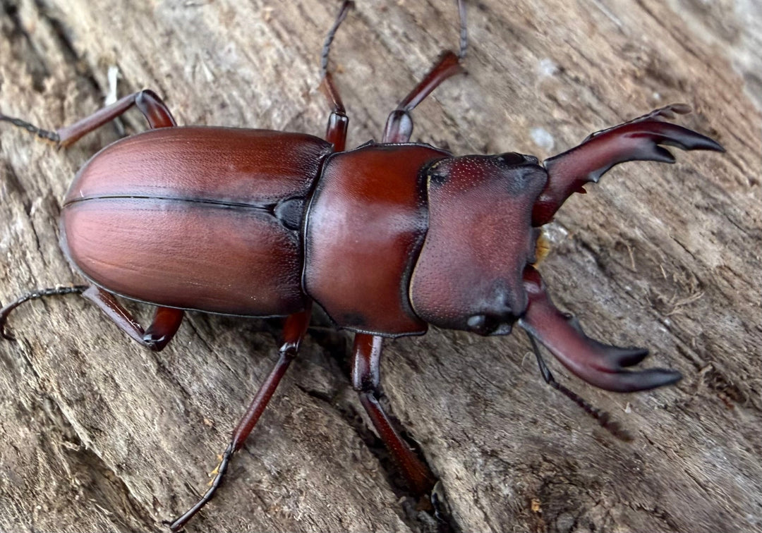 【WD】《ヨンレンセスジ 23.5mm ペア》