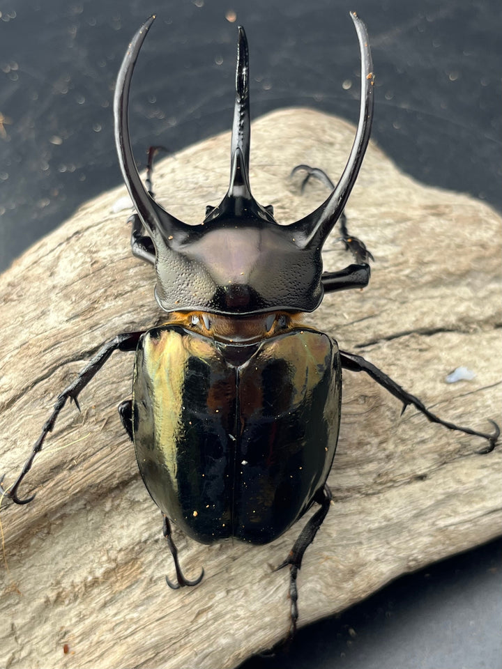 【WD】《ミンダナオアトラスオオカブト マラグサン産 90mm ペア》