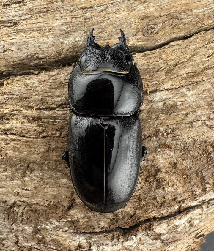 【WF1】《ミンダナオタウルスヒラタ 54.5mm ペア》