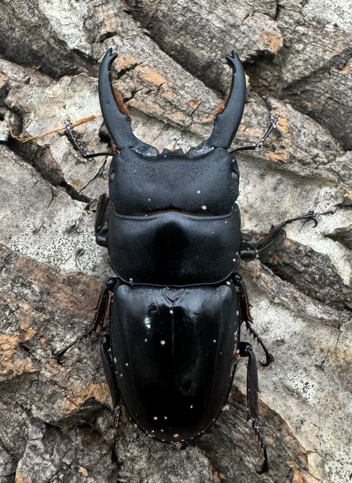 特別特価!!【WD】《タウルスヒラタ ジャワ亜種 ペア》