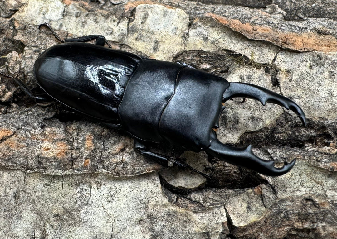 【WD】《ドルクス リンウェンシン 45mm ペア》