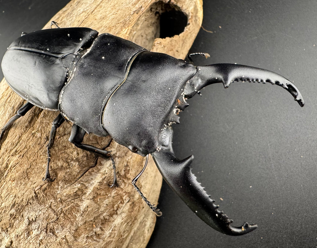 【WD】《パラワンオオヒラタ ガントン産 100.5mm ペア》