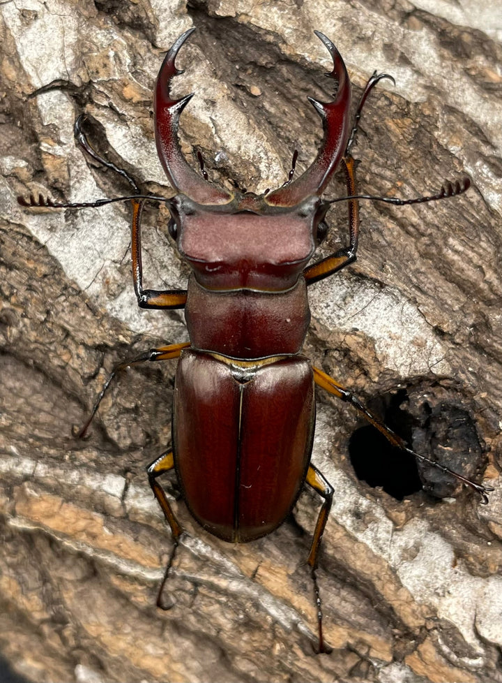 【WD】《ジュシャンミヤマ 49mm ペア》