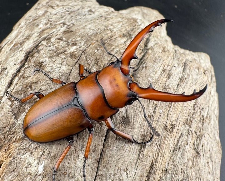 【WD】《アスタコイデスノコギリ ssp. 貴州省産 44.5mm ペア》