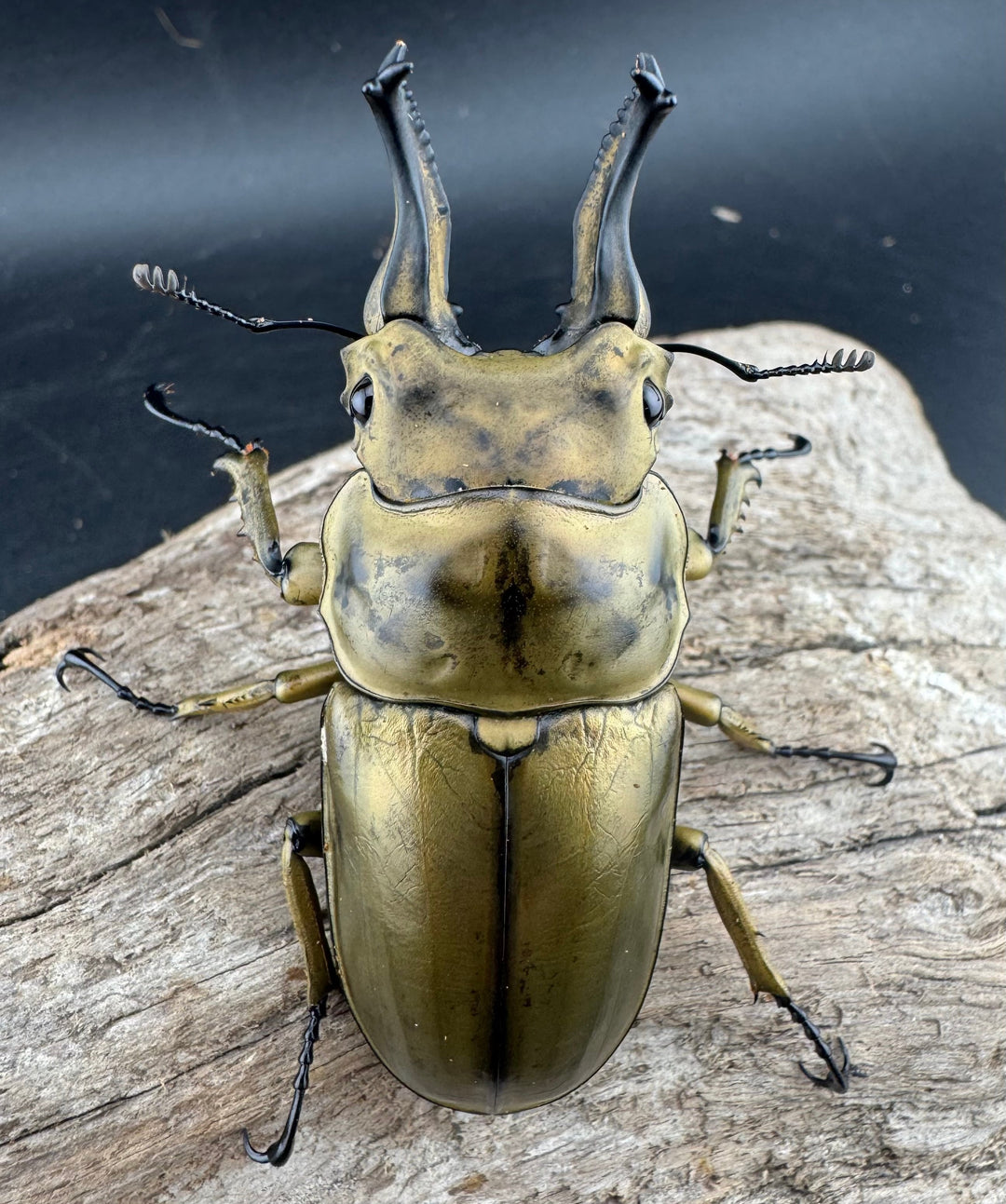 【F0】《ローゼンベルグオウゴンオニクワガタ 69mm ペア》