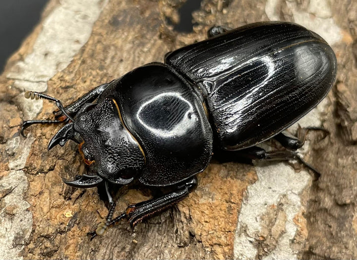 《ホペイオオクワガタ SL血統 73mm ペア》