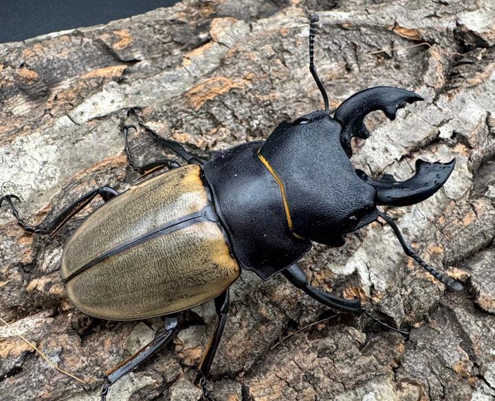 【WD】《カステルナウディツヤクワガタ 75ｍｍ ペア》