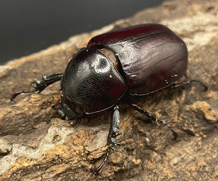 【WD】《ビルマニクス ゴホンツノ ペア》