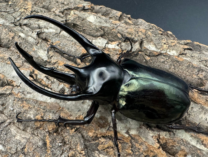 【WD】《ジャワコーカサスオオカブト 105mm ペア》