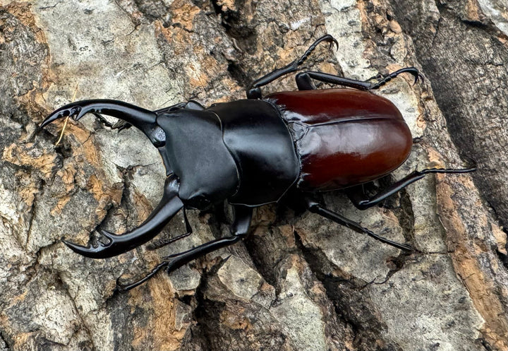 《アローコクワ亜種ノブヒロイ 57mm ペア》①