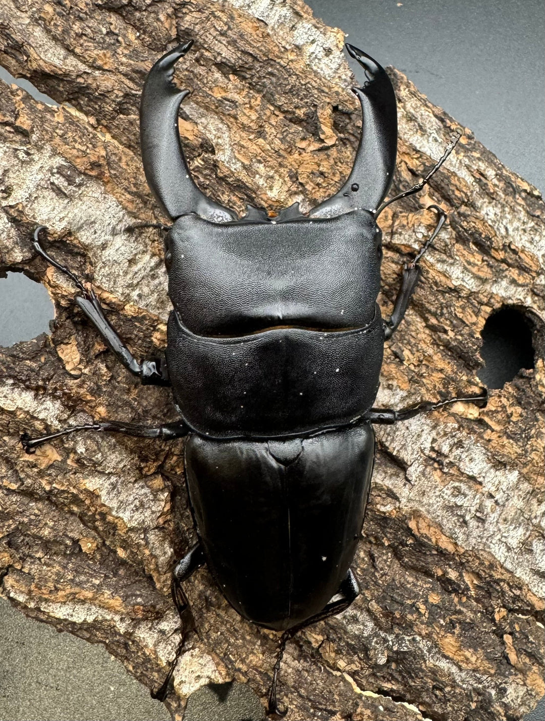 【WD】大型《南カマリネスヒラタ 91mm ペア》