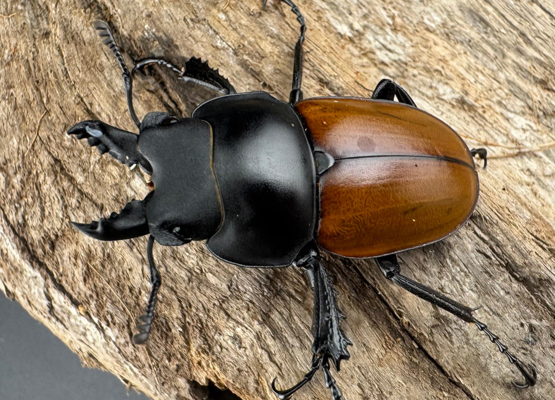 【WD】《ニティドゥスマルバネクワガタ 45.5mm ペア》