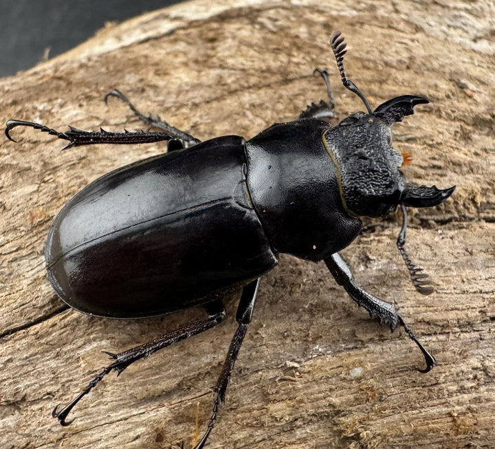 【WD】《チェンミヤマ メトク産 33mm ♀単》