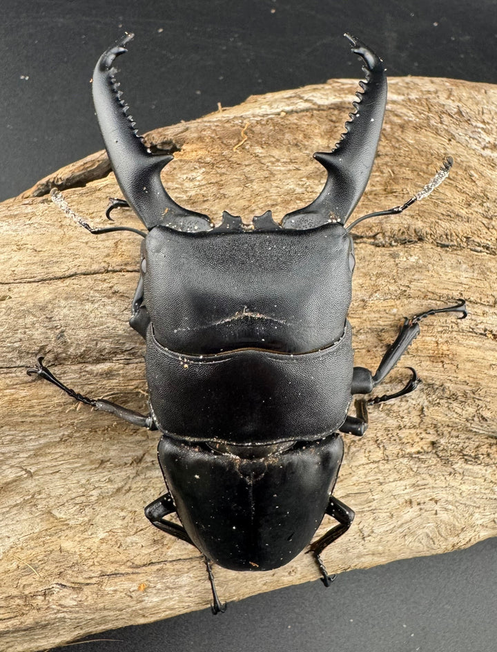 【WD】《パラワンオオヒラタ ガントン産 98mm ペア》