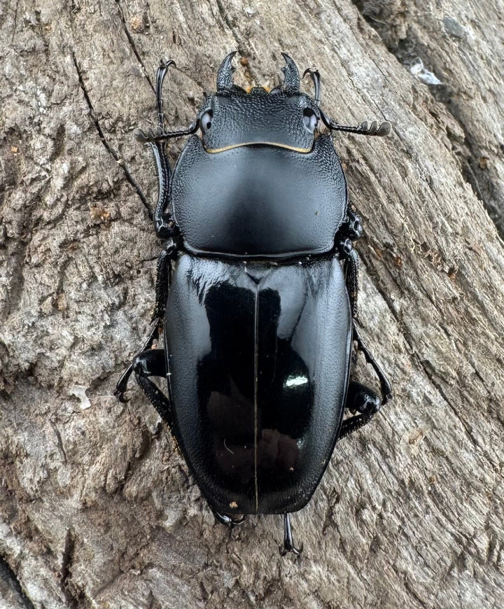 【WD】《スピネウスノコギリクワガタ 中国産 51.5mm ペア》