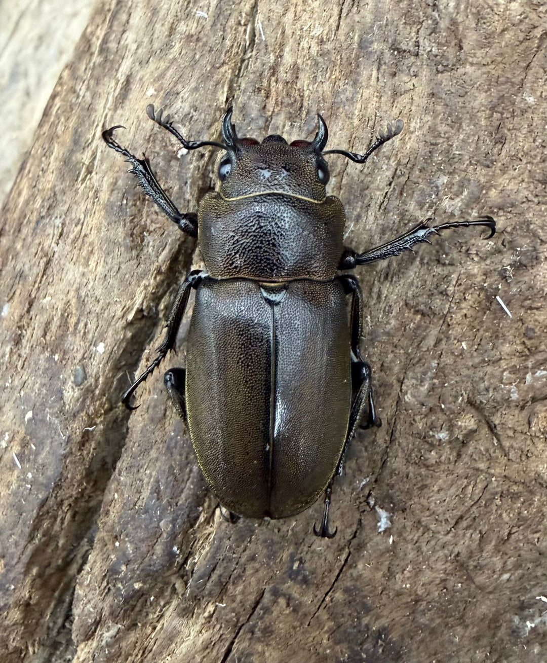 《スぺキオススホソアカ ベララベラ産 56mm ♂♀♀トリオ》