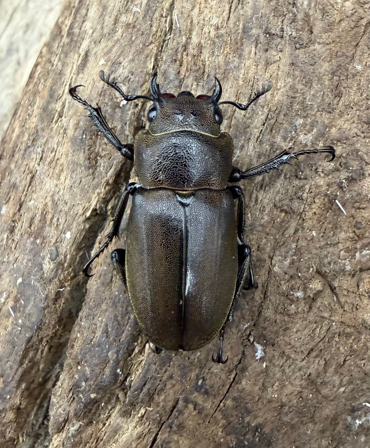 《スぺキオススホソアカ ベララベラ産 56mm ♂♀♀トリオ》