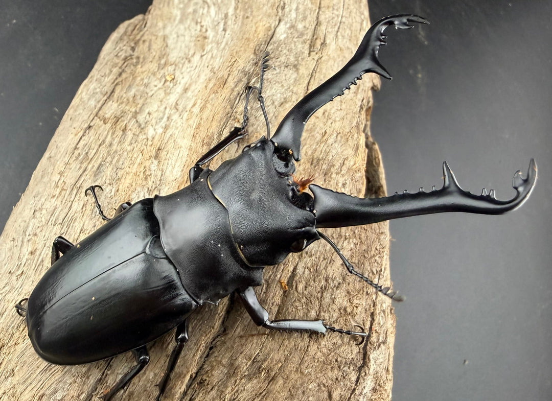 【WD】《ギラファノコギリ亜種ニシヤマイ 95mm ペア》