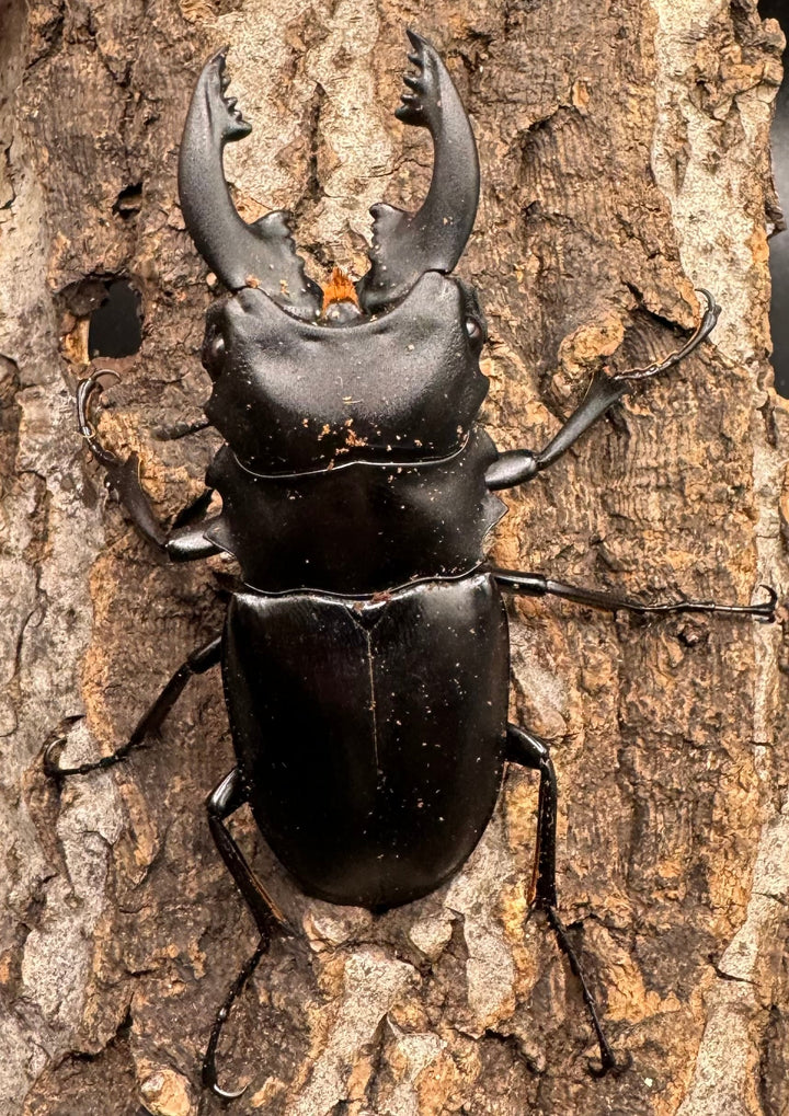 【WD】《アルケスツヤクワガタ 73mm ペア》