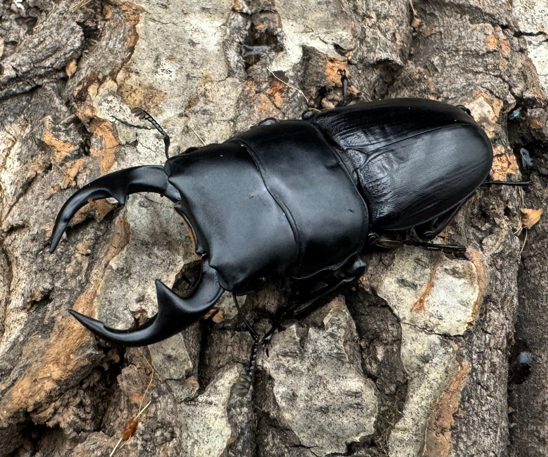 【WD】《パラワンパリーオオクワ 60mmペア》